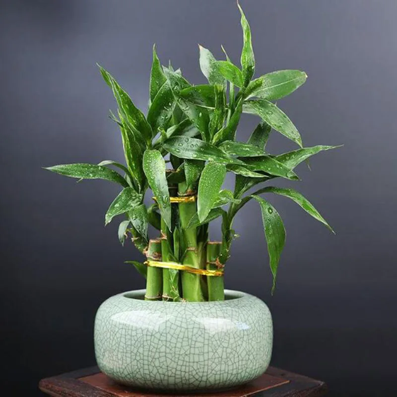 Geyao Copper Money Grass Green Radish Hydroponic Vase Flowerpot Desktop Bonsai Vase Garden Planter Home Decor