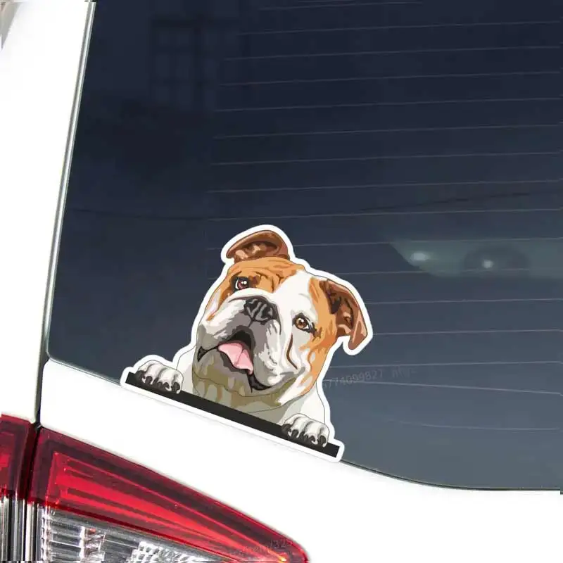 

English Bulldog Car Decal Sticker Peeking Watrecolor Whit &Fawn Dog Head Face Vinyl Waterproof Outdoor Bumper Window Laptop Y133