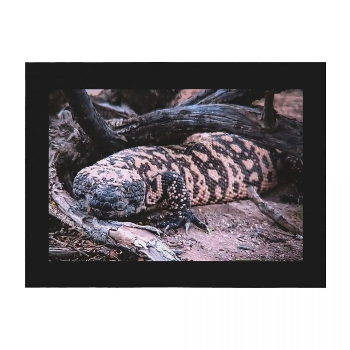 

Gila Monster Under Creosote Bush Throw Blanket Luxury Brand Polar Luxury Designer Luxury Blankets