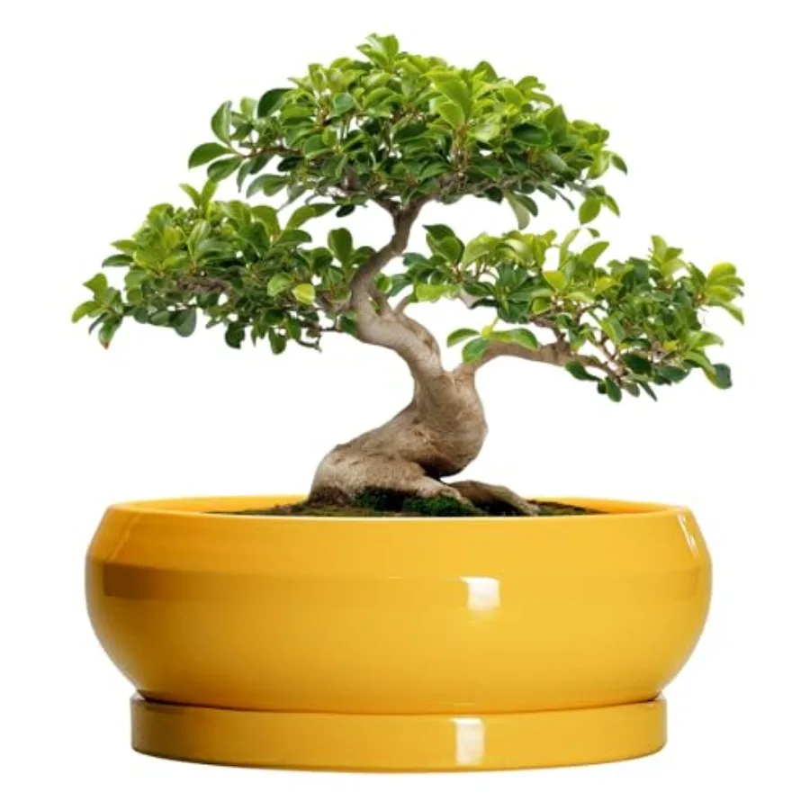 

Ceramic Bonsai Pots - Large Succulent Pots with Drainage Hole and Saucer Bonsai Planter for Indoor Outdoor Round Shallow Bowl P