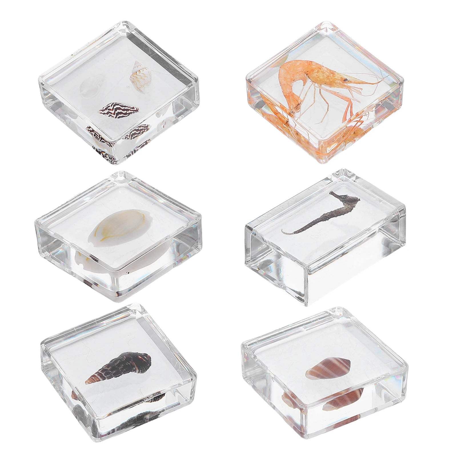 

6pcs Ocean Specimen Collection Biology Specimens Resin Preserved Sea Snails Shells Educational Teaching Tool For