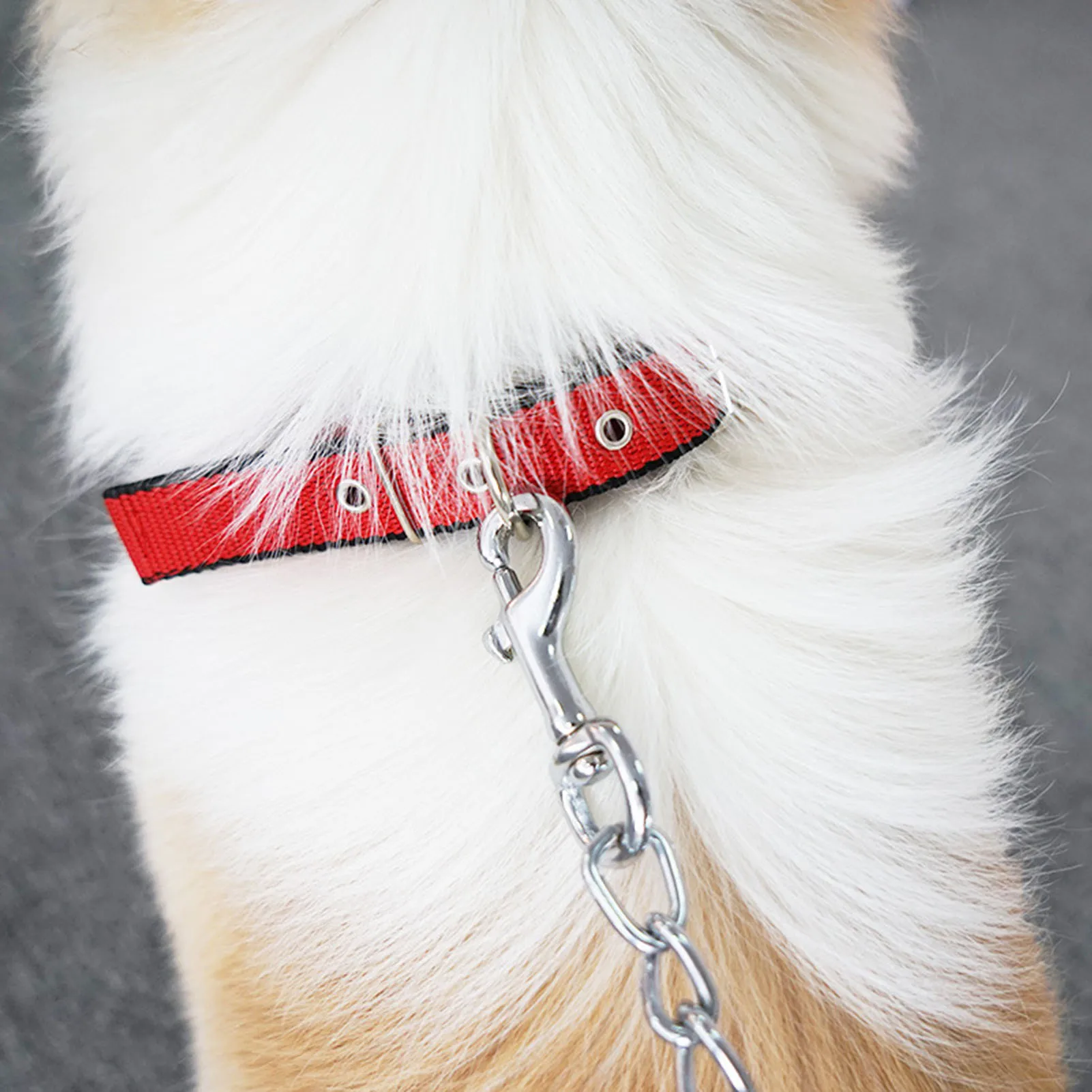 Pet Neckband Nylon Pet Collar Adjustable Strap Dog Leash With Traction Ring Pet Supplies for Small Medium Dogs