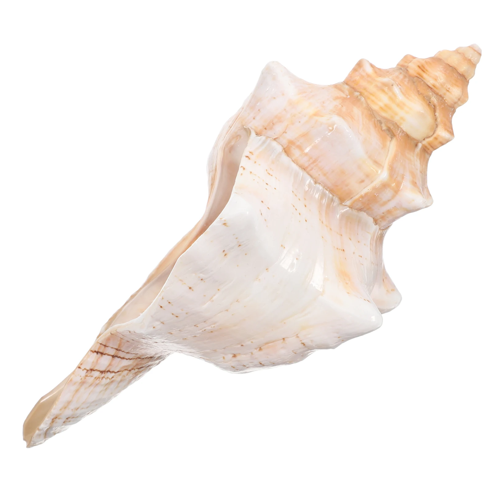 

Extra Large Giant Conch Shell Natural Striped Aquarium Beach Vase Filler Shell Home Decor Photo Props Wedding Decoration