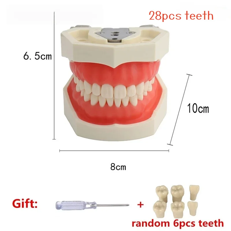 28 Teeth Tooth Teeth Teaching Model with Soft Gums Adult Standard Denture Demonstration Teaching Tool for Dentist Patient