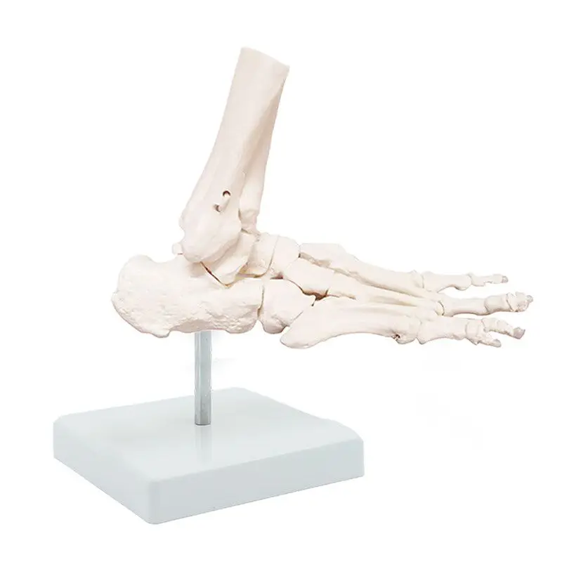 Medical Dynamic Foot Ankle Foot Joint Hand Bone Bone Model Movable Teaching Aids Function Display Rehabilitation Teaching