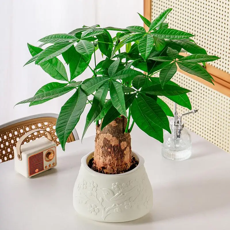 وعاء زهور صغير ذاتي السقي خزان الأسماك أواني نباتات بلاستيكية شفافة مزهرية ذاتية السقي للزينة المنزلية