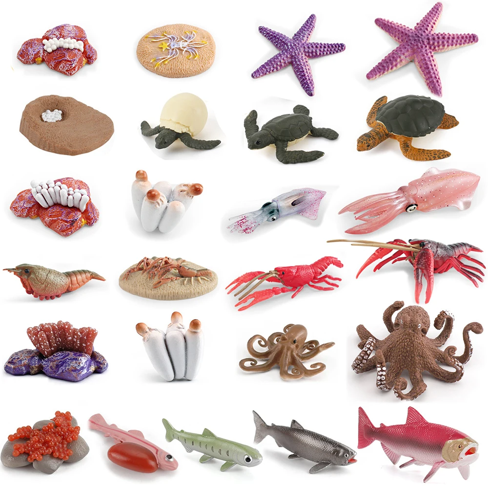 AliExpress SODOFIGURES Realistic Growth Cycle Of Marine Animals Starfish Salmon Turtle Squid Octopus Lobster Lifecycle Collection Model Figures For Kid