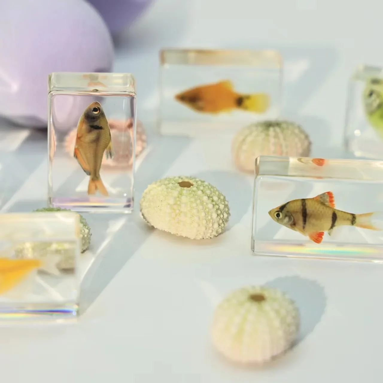 Kindergarten Teaching Marine Animals Real Fish Resin Specimen Fish Tortoise Crab Amber Ornaments Home Accessories Decor