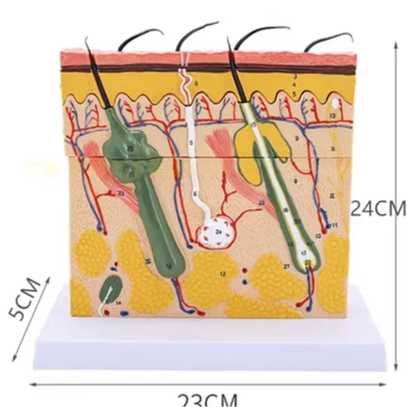 Hierarchical Structure Anatomical Human Skin Block Model Medical Dermatology