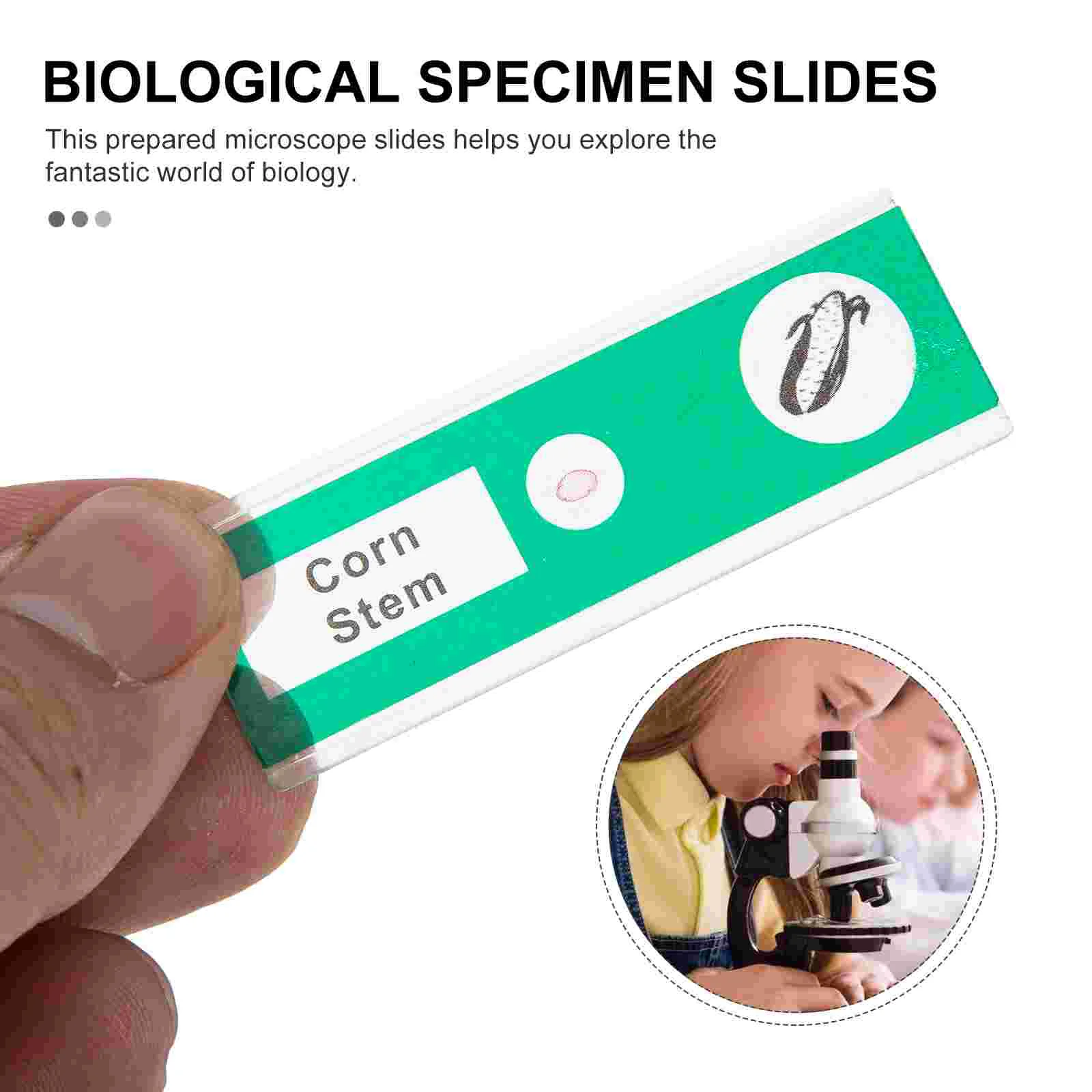 48 Pcs Microscope Specimen Biological Slice Child Students Prepared Slides Abs Plastic Sample Plant