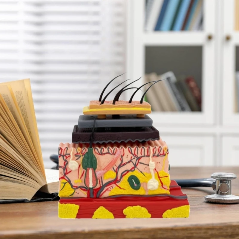 Menschliches anatomisches Hautmodell Haarschichtstruktur Anatomie Modell Unterricht Tool 601D