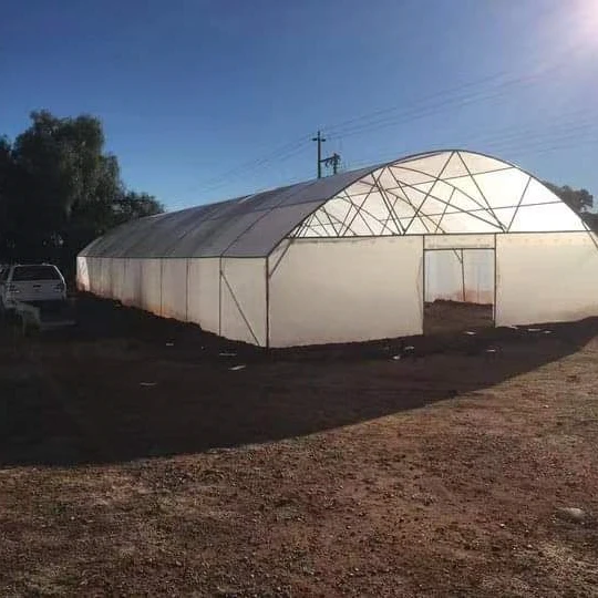 تخصيص الدفيئة 8x20 م البلاستيك الزراعي/التجاري برعاية واحدة الطماطم نفق بولي الدفيئة البناء في الصين