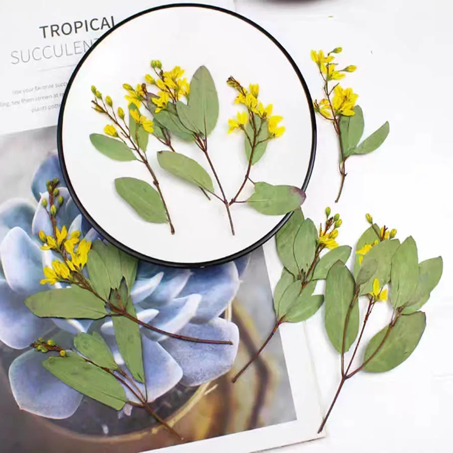 

60pcs Pressed Dried Yellow Parochetus Communis Flower Plants Herbarium For Jewelry Postcard Bookmark Phone Case Making