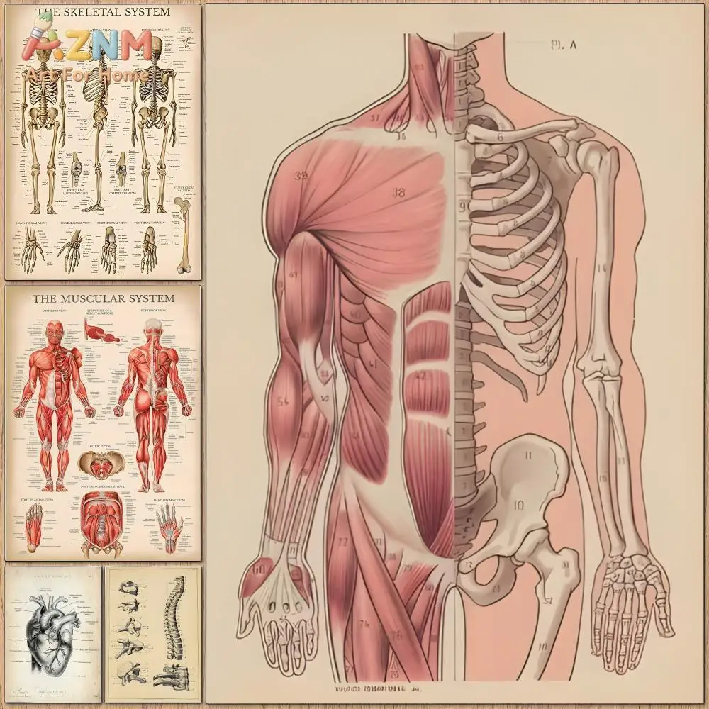 AZNM Vintage Human Anatomy Canvas Wall Art, Skeletal Muscular System Medical Print, No Frame
