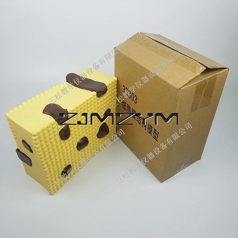 Cell Membrane Structure Model Middle School Biological Experiment Teaching Instrument