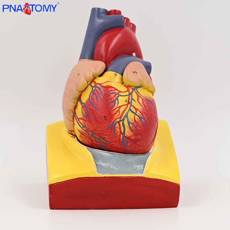 

1: 1. Anatomical model of human heart,color ultrasound, heart model disassembly, medical natural heart teaching use