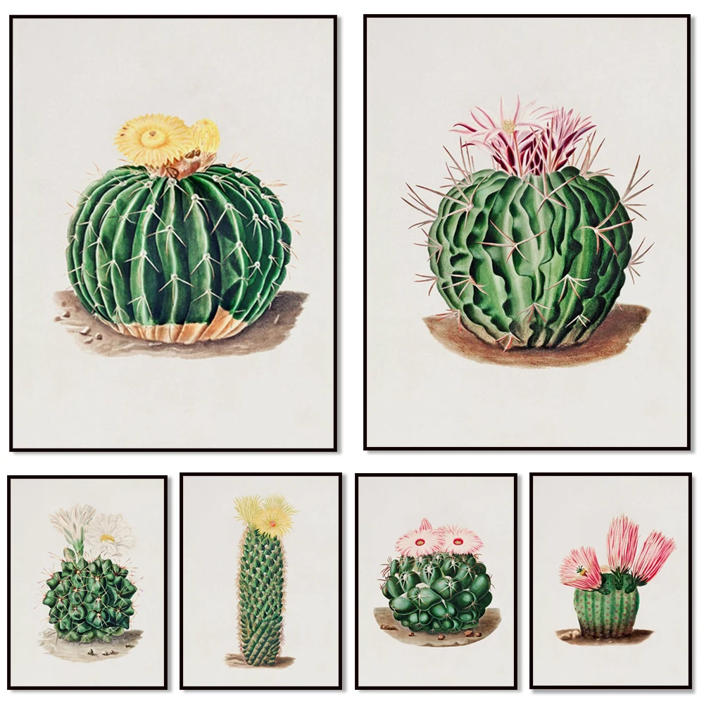 Blush cactus, white cactus, sun cactus, pink cactus, succulent cactus plant vintage poster, desert boho style decoration