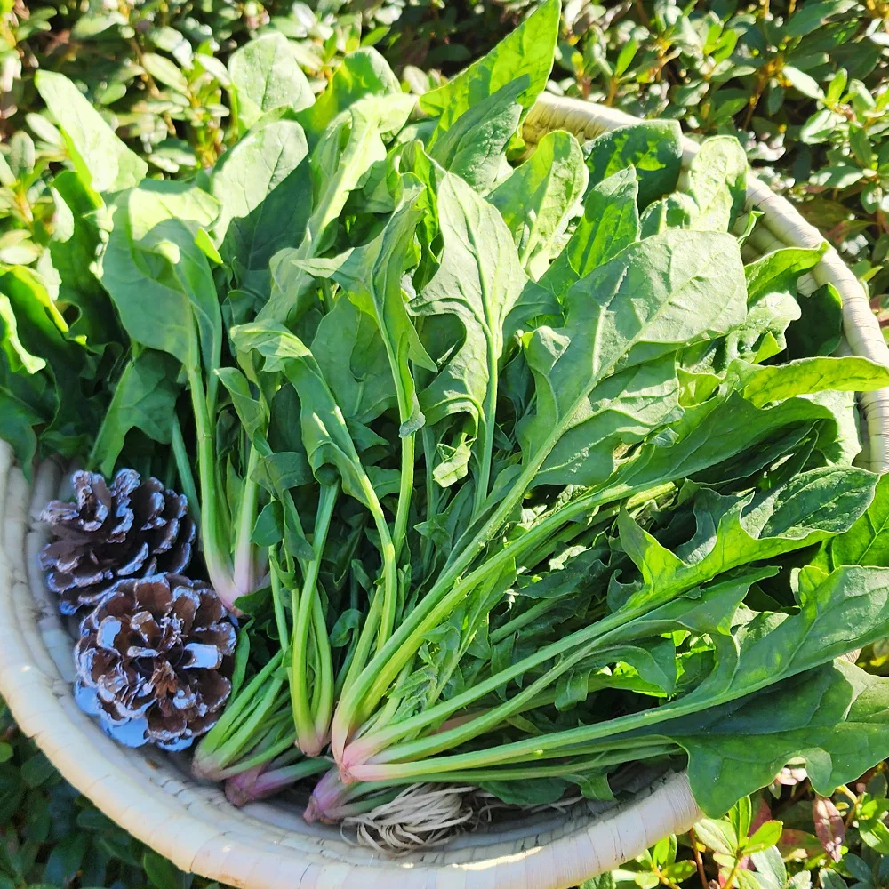 1kg of domestic Popeye spinach in the South Sea