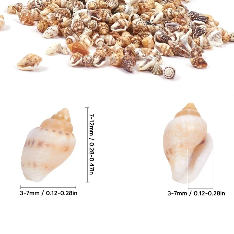 1 Lata de Conchas Marinhas Pequenas, Conchas Espirais Naturais Não Porosas para Decoração de Aquário DIY e Garrafa Flutuante