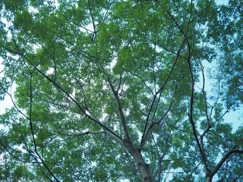 

15ml Luxury Crystal Glass Vodka Sake Shochu Liqueur Double Bottom Gold Foil Glass Tea Cup High-end Gift Hard Liquor Cocktail Set