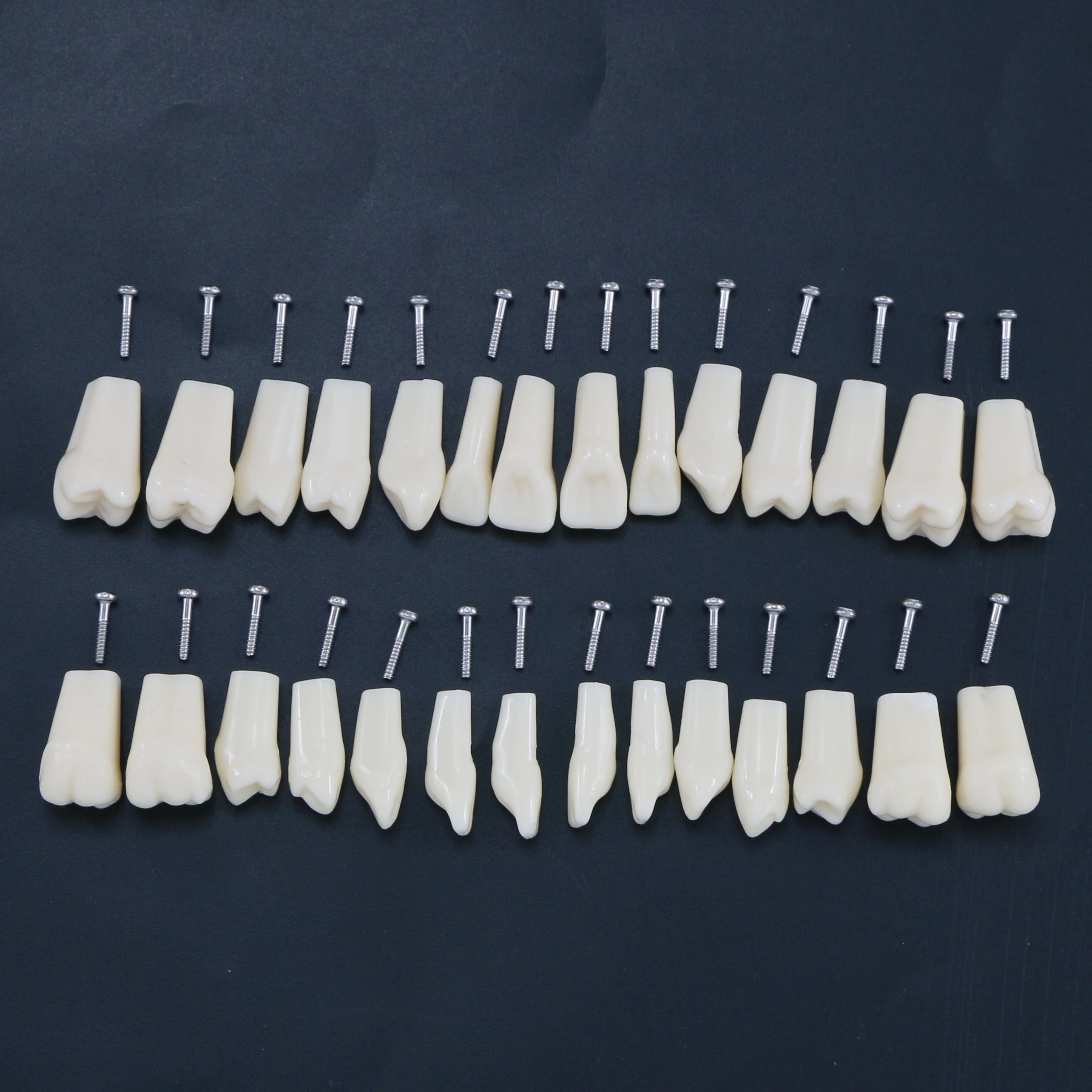 28pcs 32pcs Removable Typodont Teeth Dental Practice Teaching Replace Detachable Compatible With Frasaco AG3 ANA-4 Model