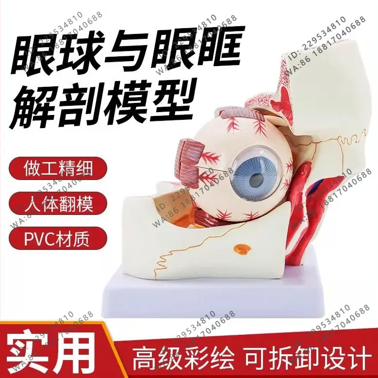 Enlarged anatomical model of human eyeball and orbit, expanding the corneal iris by 3 times