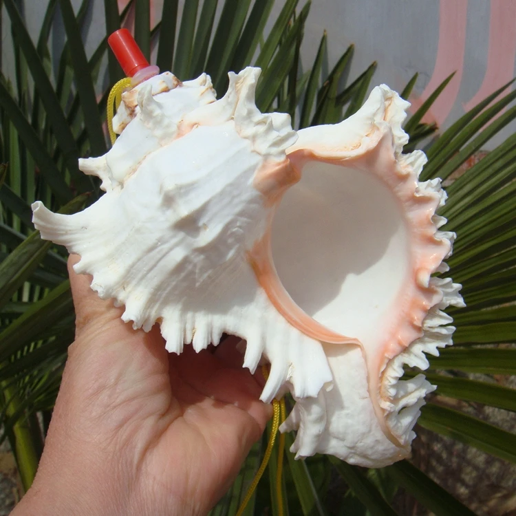 Big Sea Conch Screw Whistle, Conch whistle Shell Crafts, Can Be Melt, Free Small Gifts for Children, Free view 5