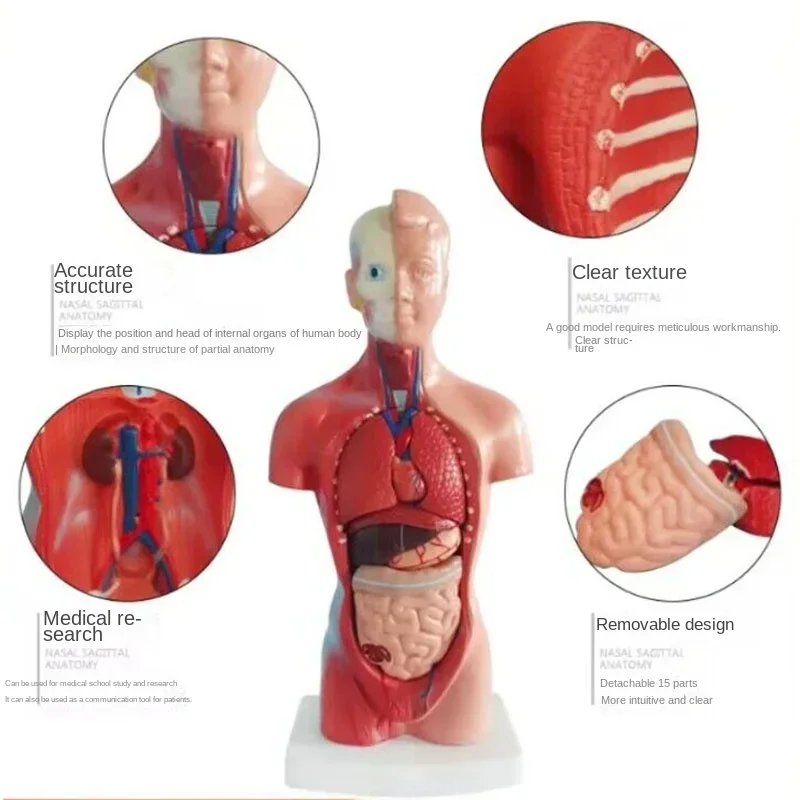 28CM Anatomy Study Tool - Realistic Human Body Torso Model with Removable Internal Organs