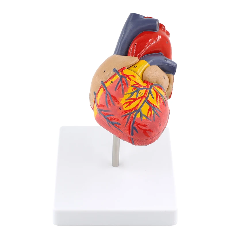 

1:1 Human Heart Anatomy Model B Ultrasound Removable Natural Large Heart Medical Teaching Model