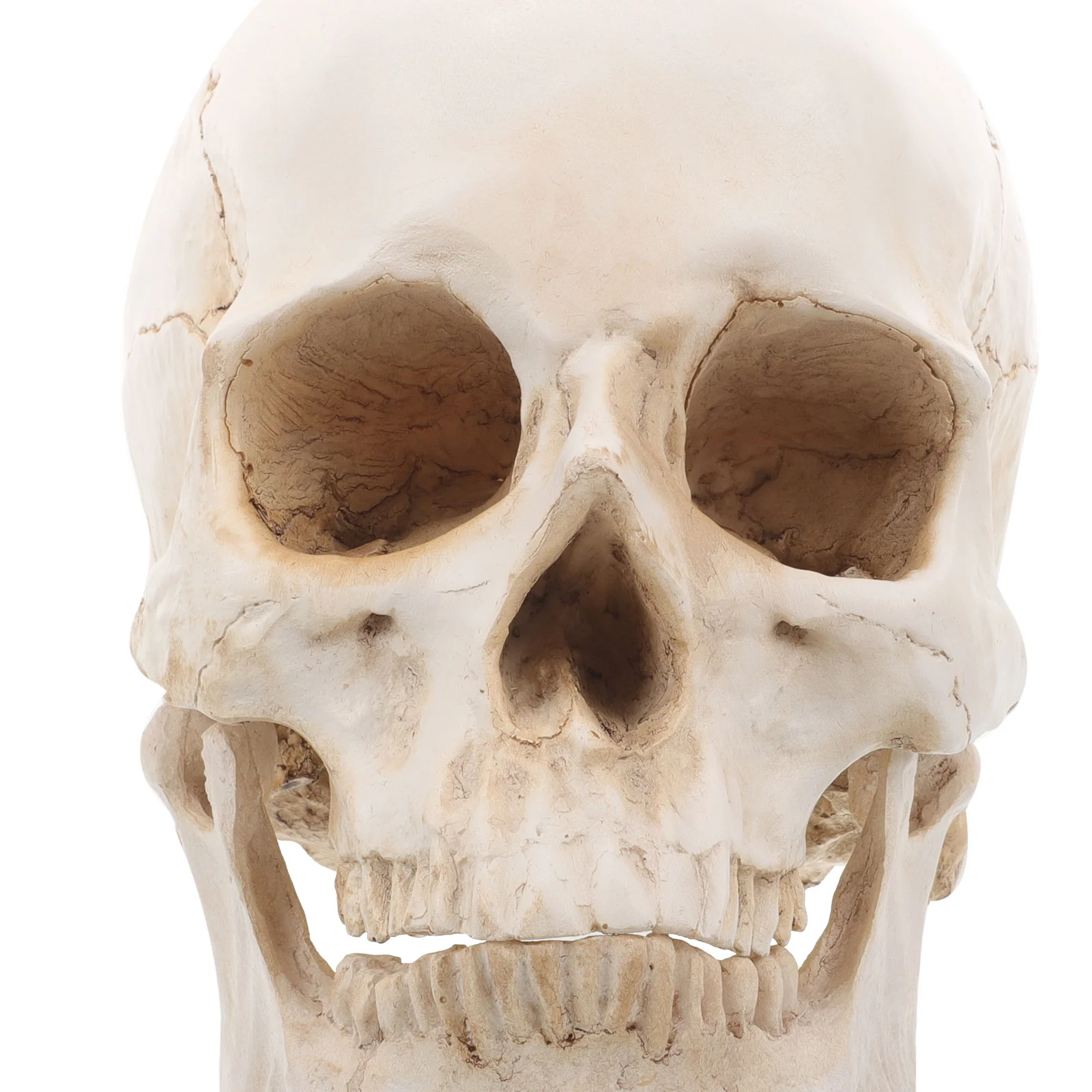 Resin Skull Anatomical Adult Head Bone Realistic Human Model for Learning Anatomy Statue