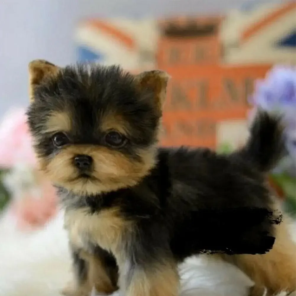 

Kawaii Yorkie Dog Puppy Stuffed Teddy Dog Plush Toy Cute Dolls Kids For Children Baby Pets Gifts Simulation Birthday Fluffy