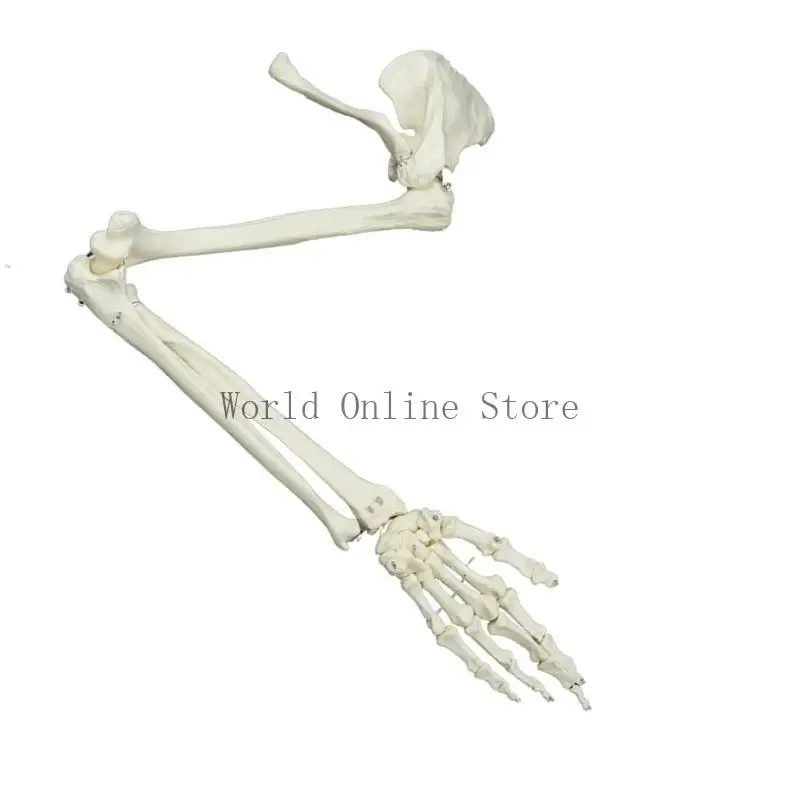 

Life Size Human Arm Joint Model Arm Skeleton Model Study Anatomical Arm Model 87HC