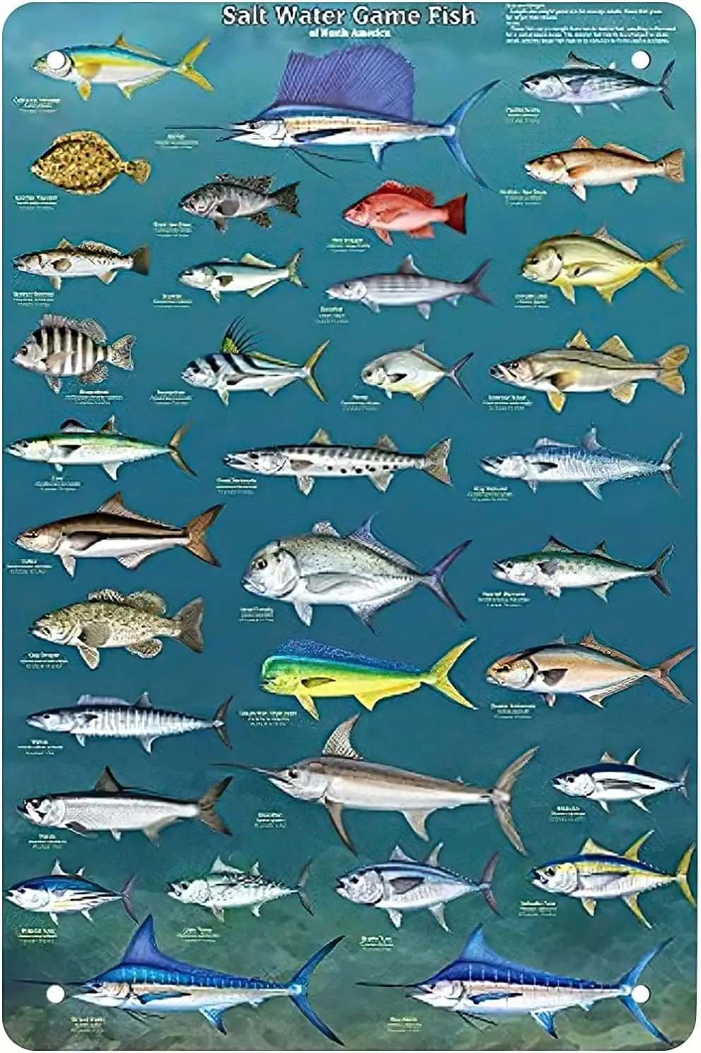 Salt Water Game Fish Of North America Knowledge Vintage Metal tin Sign Art Plaque Wall Decor Look Funny Gifts for Home Kitchen G