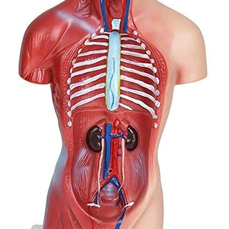 Anatomy Model 11 Inch Human Torso Body Heart Brain Skeleton School Educational Tool