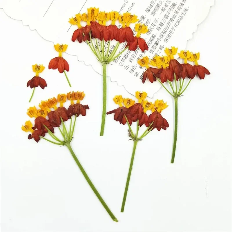 40Pcs,Pressed Real Flower Petals,Nature Dancing Flower, DIY Craft, Phone Bookmark, Gift Card,Flores, Jewelry, Facial Decor