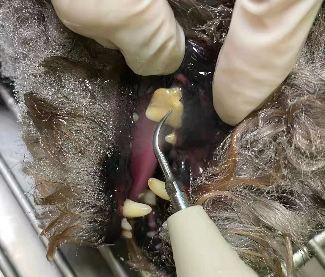 Top Quality Dog Ultrasonic Cleaner Vet Scaler Teeth Cleaning for Veterinary Use