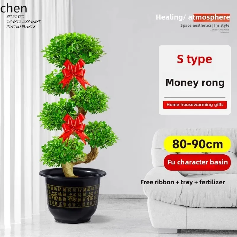 HT Money Ficus نبات بوعاء كبير بيت بونساي يتحرك منزلي جديد النمذجة النباتات الخضراء الراقية شجرة المال المحظوظة الكبيرة