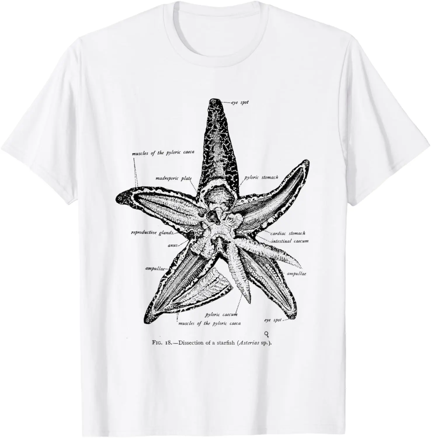 Starfish Anatomy Dissection Illustration Graphic Tee Shirt Soft Cotton Vintage Marine Biology T-Shirt