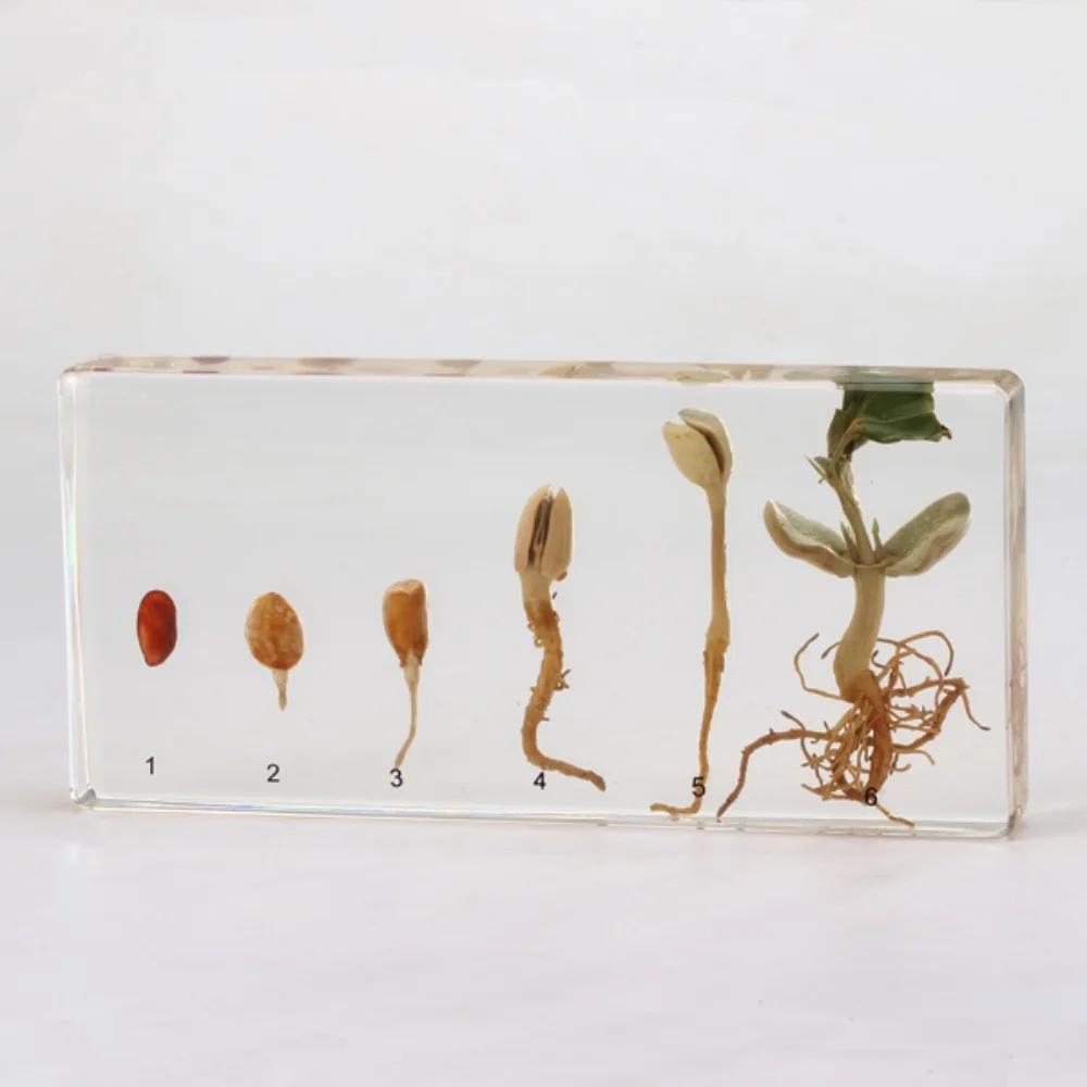 Peanut Germination Specimen paperweight Taxidermy Collection embedded In Clear Lucite Block Embedding Specimen