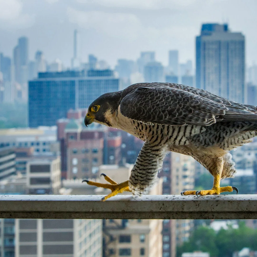 E Carplay 12.3" And… - image