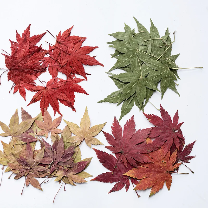 

30Pcs Autumn Maple Leaf Stickers, Real Leaf Stickers, Real Flower Leaf Stickers, Plant Specimens, Dried Flower Pressed Flowers, Phone Case Bookmarks