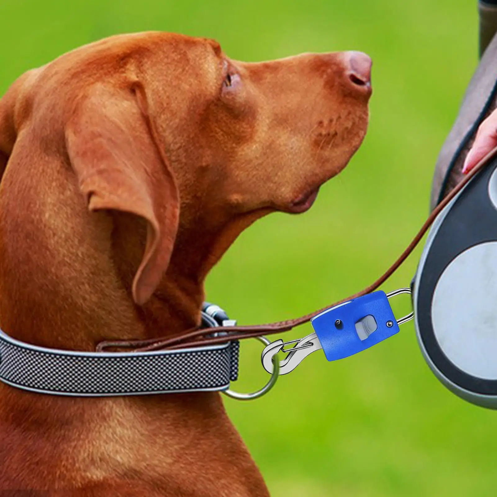 الكلب حبل السلامة هوك الإفراج السريع الحيوانات الأليفة حبل موصل مشبك مستلزمات الحيوانات الأليفة تسخير موصل للفناء الخلفي نزهة حديقة المنتهية ولايته