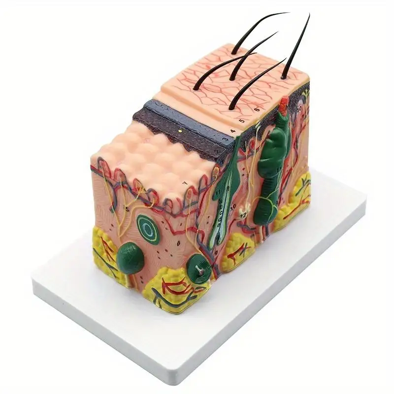 35X Human Anatomical Skin Texture Subcutaneous Tissue Dissection Model for Medical Teaching and Biology Education