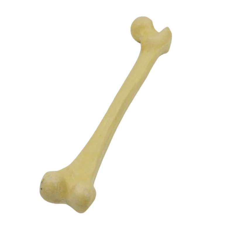 1-1-human-simulation-bone-femoral-head-thigh-bone-limb-bone-long-bone-teaching-bone-pain-model