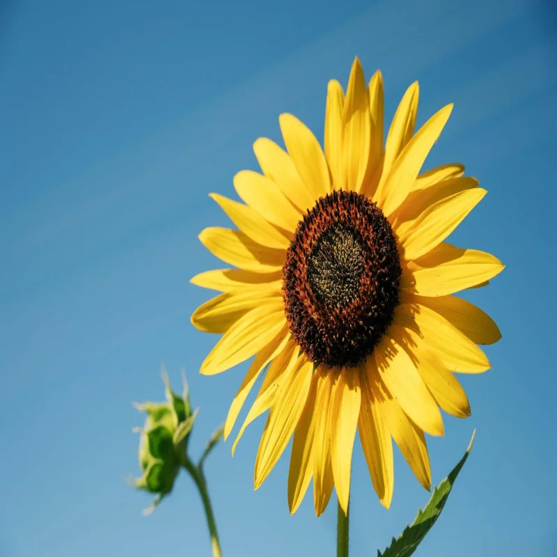 

For Volkswagen C-TREK 2017-2023 Control of the Trunk Electric Tailgate Car Accessories Automatic Trunk Opening Drive Power Kit