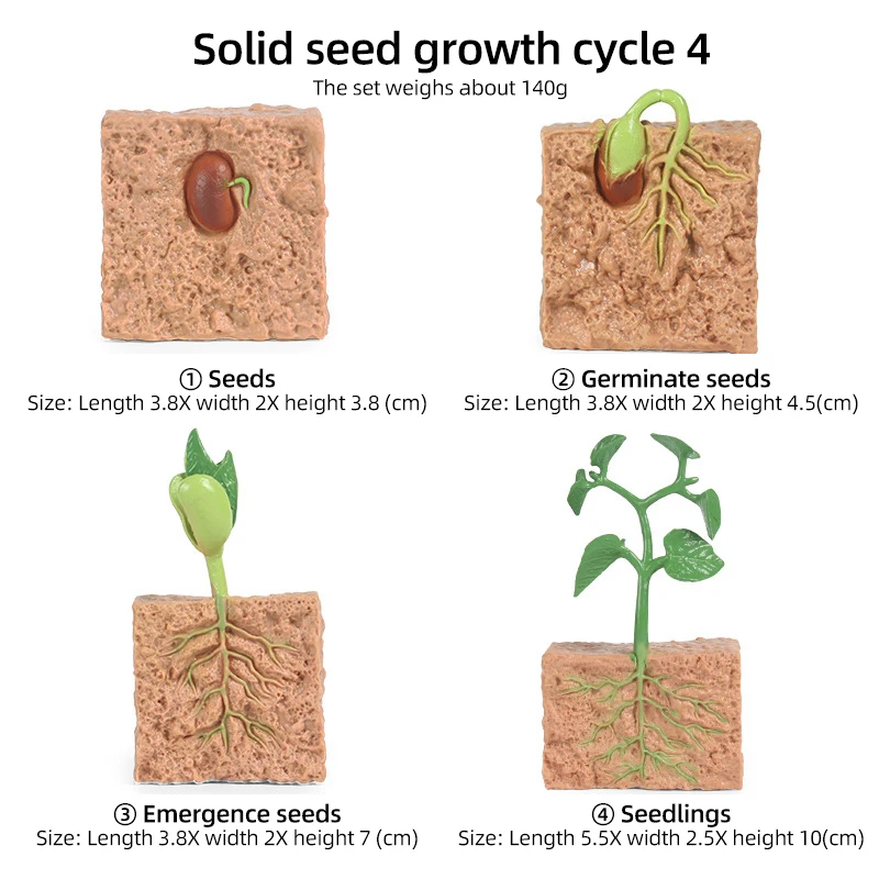 الموارد التعليمية نموذج نمو نبات العلوم الطبية
