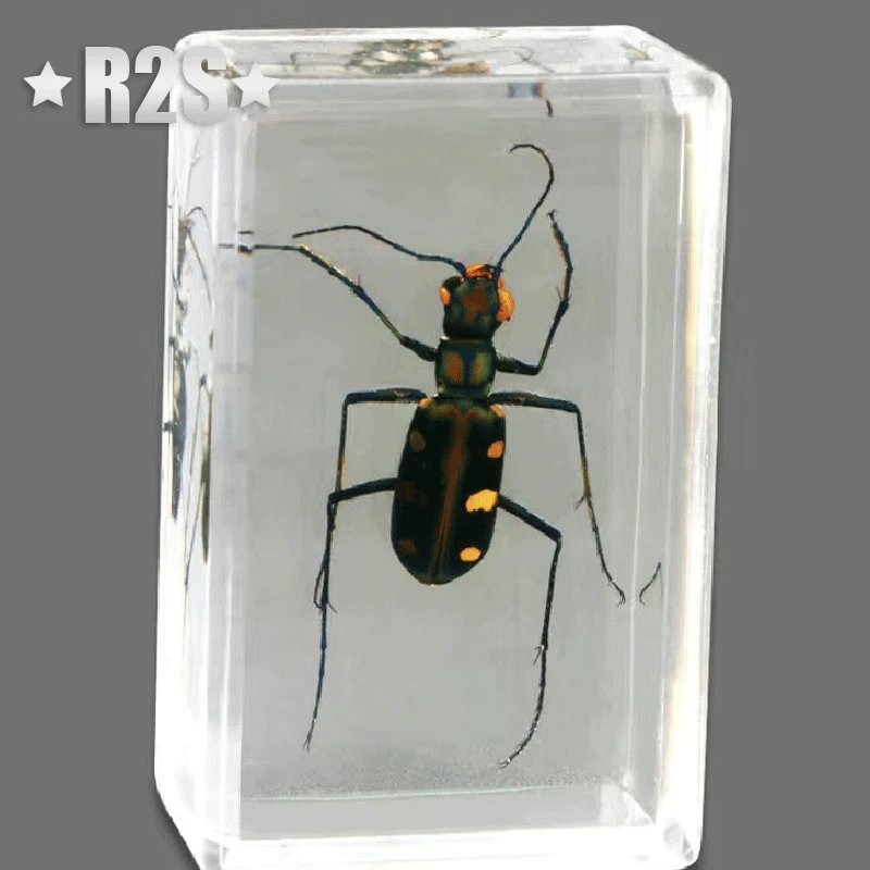 40 Pcs lot Insect in Resin Specimen Bugs Collection Paperweights Arachnid Resin Spec  decoration home accessories random beetles