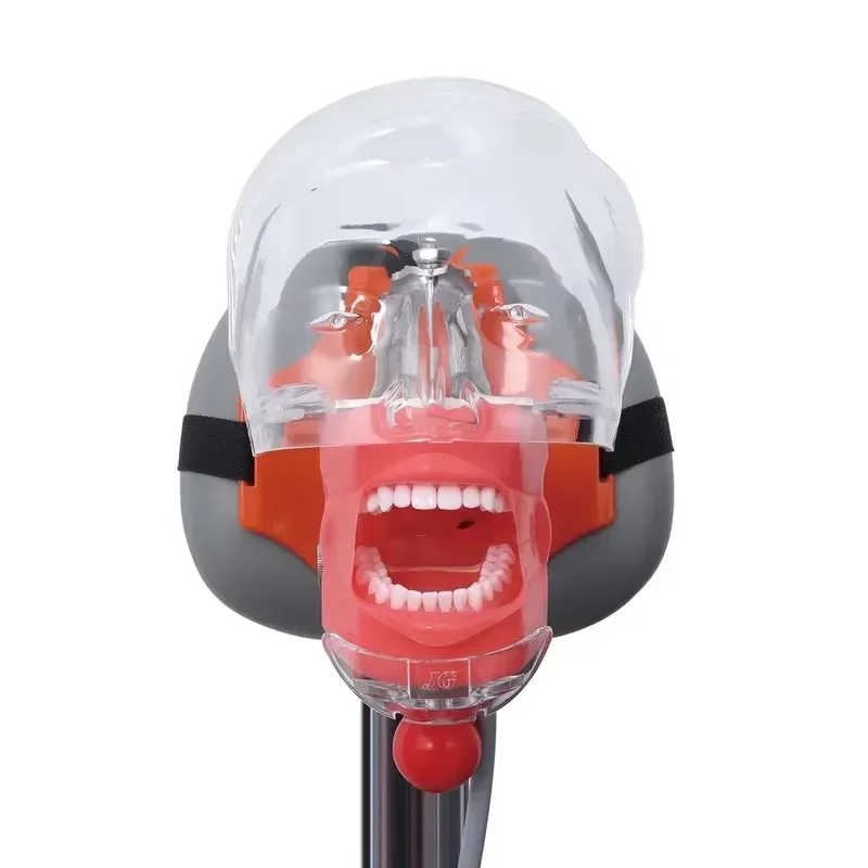 WMWMNU Dental Training Simulator Phantom Head for Dentist Practice Manikin Model Laboratory Tools