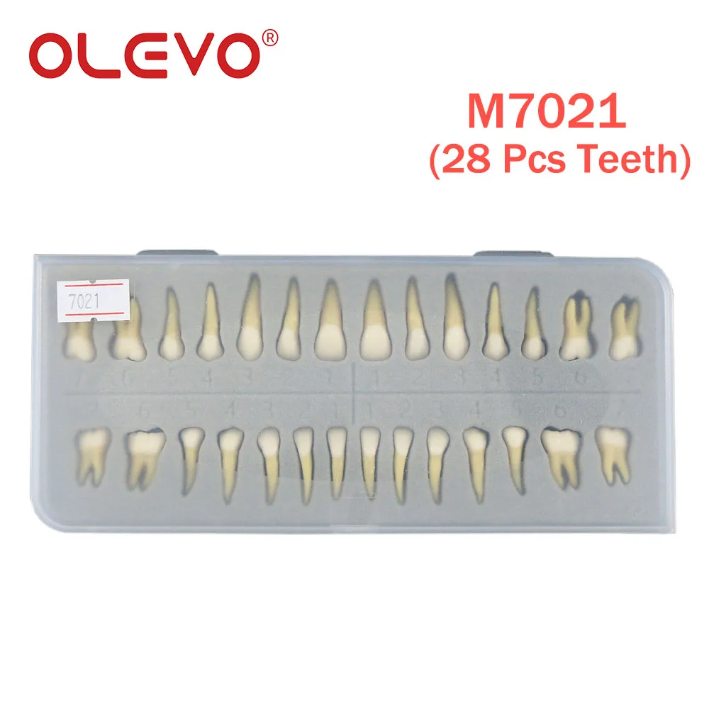 Olevo โมเดลฟันปลอม1:1ฟันแบบถาวรเพื่อสาธิตการเรียนการสอนแบบถอดได้ M7021 M7022ทันตแพทย์