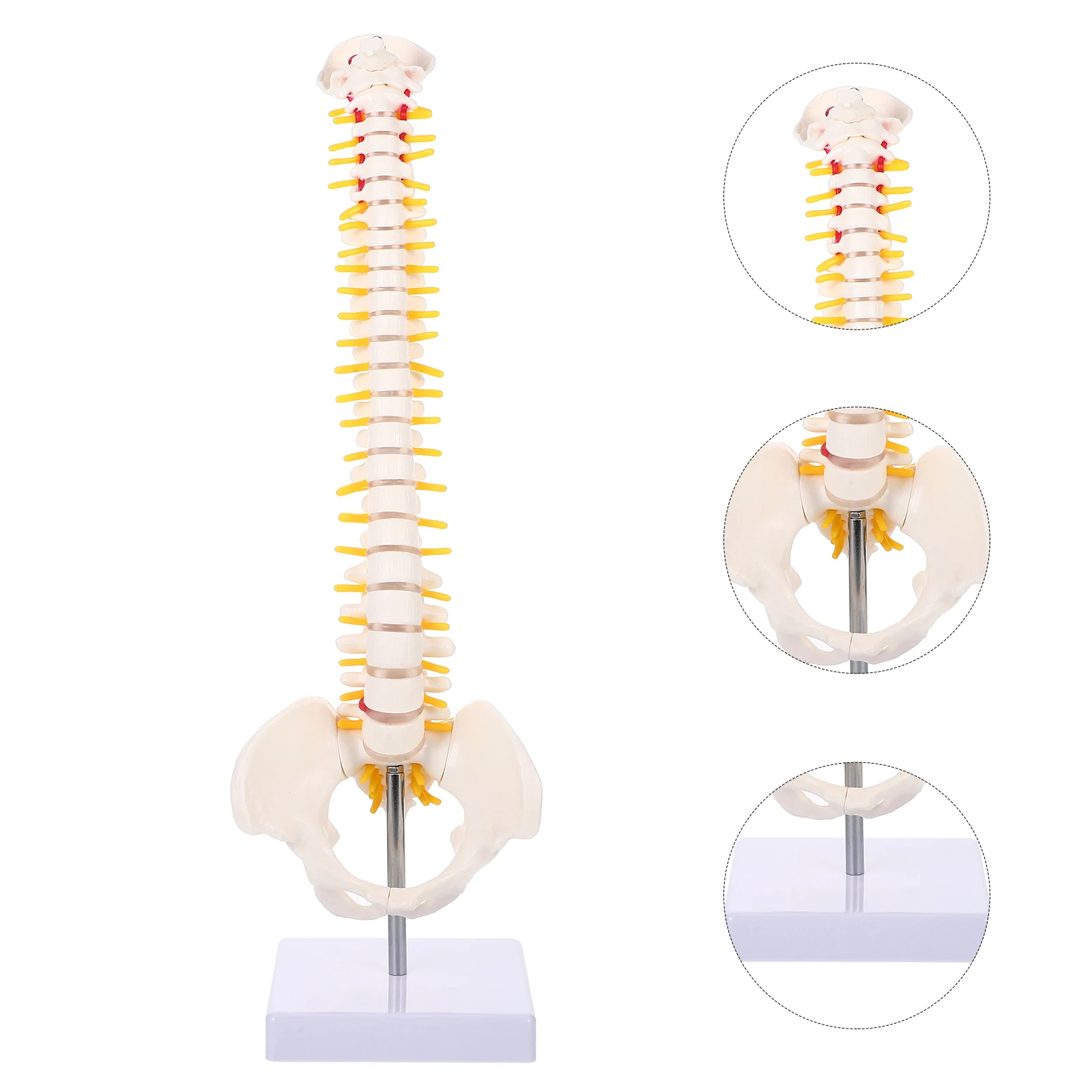 

Human Spine with Pelvic Model Anatomical Anatomy Medical Caudal Model Spinal Column Vertebral Lumbar Model Teaching Display 45CM